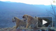 Уникальное видео: Сразу четыре тигренка попали на ...
