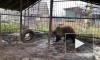 Условия содержания бурого медведя в СНТ Белоостров улучшили