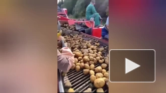 Почти 50 тыс. тонн картофеля собрали на полях в Ленобласти