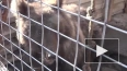 В Северной Осетии полицейские спасли раненого медвежонка