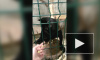 Смешное видео: в петербургском зоопарке обезьяна лишила смартфона посетительницу
