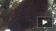 Устрашающее видео: Пчелиный рой делает пульсирующие ...