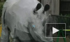 Сотрудники зоопарка в Токио обезвредили макет носорога