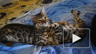 Кошки общаются между собой при помощи бактерий