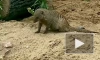 Сотрудники Ленинградского зоопарка сделали новый вольер для полосатых мангустов
