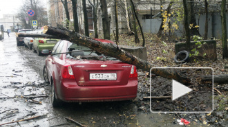 Святой Иуда валит деревья, уродует машины и рвет провода в Петербурге