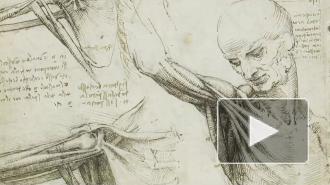 Смысл рисунка Леонардо да Винчи раскрыли спустя 500 лет
