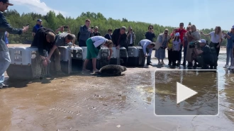 В Финский залив вернулись пять серых тюленят