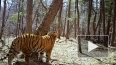 Котенок самой знаменитой в мире тигрицы попал на видео
