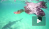 Смертельная схватка тигровой акулы и морской черепахи попала на видео у берегов Австралии