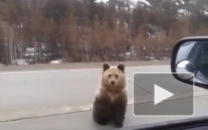 В Амурской области огромный медведь бросился под колеса автомобиля