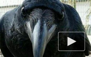 Вороны закидали камнями VIP-авто депутатов свердловского ЗакСа