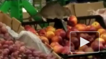 В Петербурге после видео крыс на прилавках "Пятёрочки" магазин закрыли на дезинфекцию