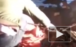 Ужасающее видео: крокодил набросился на вьетнамца 