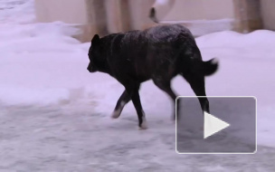 В Петербурге задержали хозяек злобных собак, искусавших семилетнюю девочку