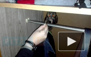 Петербуржец спас маленького совёнка от гибели