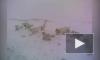 Вахтовики сняли на видео кормление стаи любвеобильных песцов на Ямале
