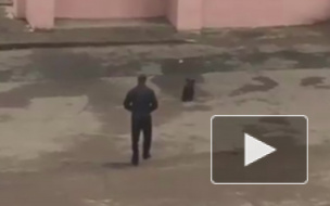 Видео из Читы: Во дворе жилого дома гулял медвежонок