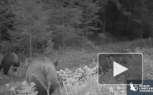В фотоловушку Нижне-Свирского заповедника вновь попали четверо медвежат