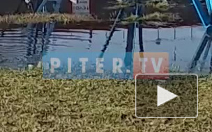 В Петербурге дикие утки устроили гнездо под опорой ЛЭП