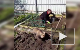 "Обычное" видео умилило соцсети: Медвежонок помогает в огороде