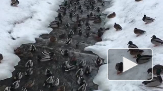 Видео: в Петергофе случилось настоящее "нашествие" уточек  