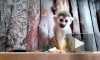 Петербуржцам показали забавных обезьянок саймири из Ленинградского зоопарка
