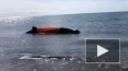 На Сахалине кита выбросило на берег