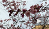 В Петербурге цветущая сакура заставляет прохожих нарушать карантинные меры