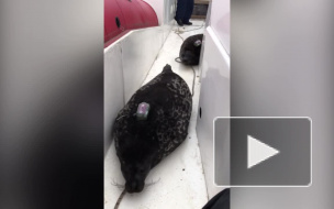 Под Петербургом рыбаки спасли двух тюленей, застрявших в снастях