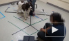Собаки подчиняются командам человекоподобных роботов