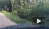 Видео: легковушка съехала в кювет в поселке Ильичево Ленобласти