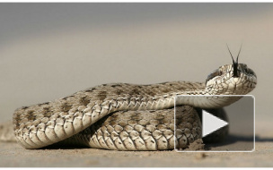 Во Владимирской области девочку в лесу укусила змея — ребенок умер в реанимации