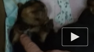 Малыши йорка 17 дней