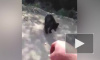 Забавное видео из Красноярска: водитель авто накормил медвежонка печеньем