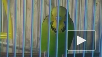Попугай на бэк-вокале