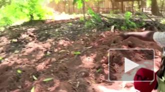 В освобожденном от террористов городе Палма в Мозамбике обнаружили 12 тел иностранцев