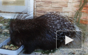 Непатриотичные дикообраз и три питона свалили из Петербурга в Самару