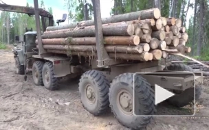 Полицейские пресекли деятельность "черных лесорубов" в Ленобласти 