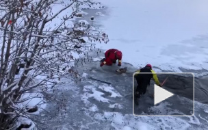 Видео: В Колорадо спасли оленя, который провалился под лед