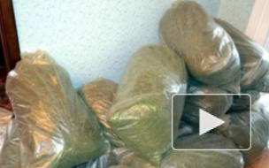 В Петербурге наркоконтроль раскрыл организованную наркобанду