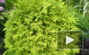 Похитители декоративных деревьев пытались лишить петербуржцев самого дорогого под покровом ночи