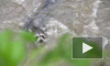 Видео: отважный енотик пытается спастись от наводнения 
