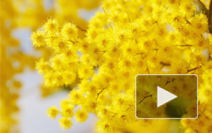 Прикольные поздравления на 8 марта в стихах и прозе