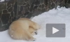 Видео: медведица Хаарчаана строит себе "гнездо" 