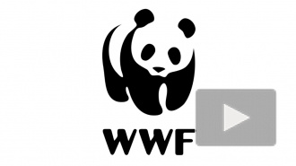 WWF назвал 6 видов животных России, находящихся под угрозой исчезновения