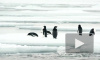 Учёные обнаружили сходство между песнями пингвинов и человеческой речью