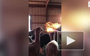 Видео с огнедышащей ламой покорил пользователей интернета по всему свету