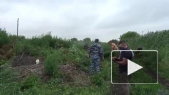 Видео: В Подмосковье полиция уничтожила более 2,5 тонн дикорастущей конопли 