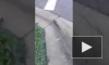 Видео с плавающей рыбой по улицам Флориды облетело интернет